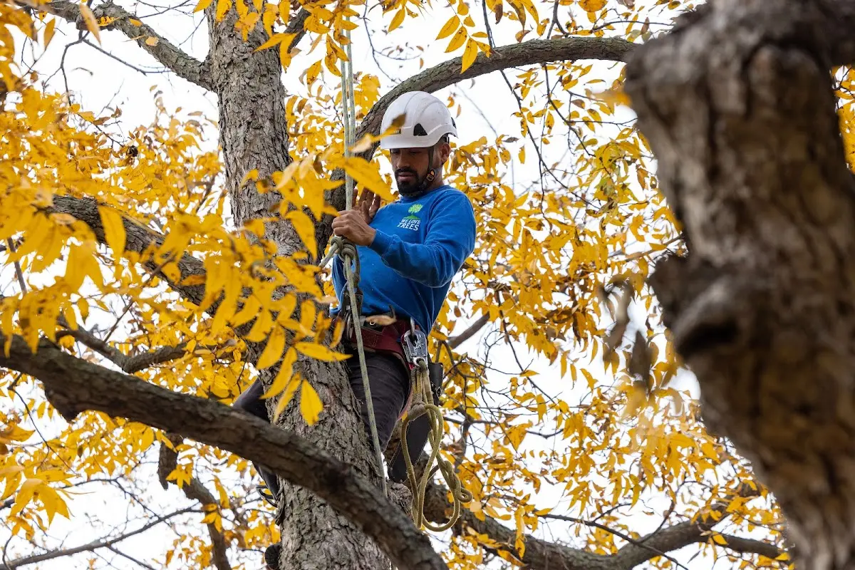 Skilled Tree Trimming crew working in Shelton